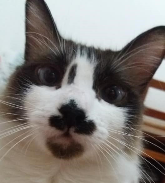 Bigode, o gato do autor do Nerdnário